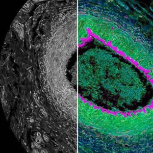 csm_falcon-sp8-single_f81ed06aa6